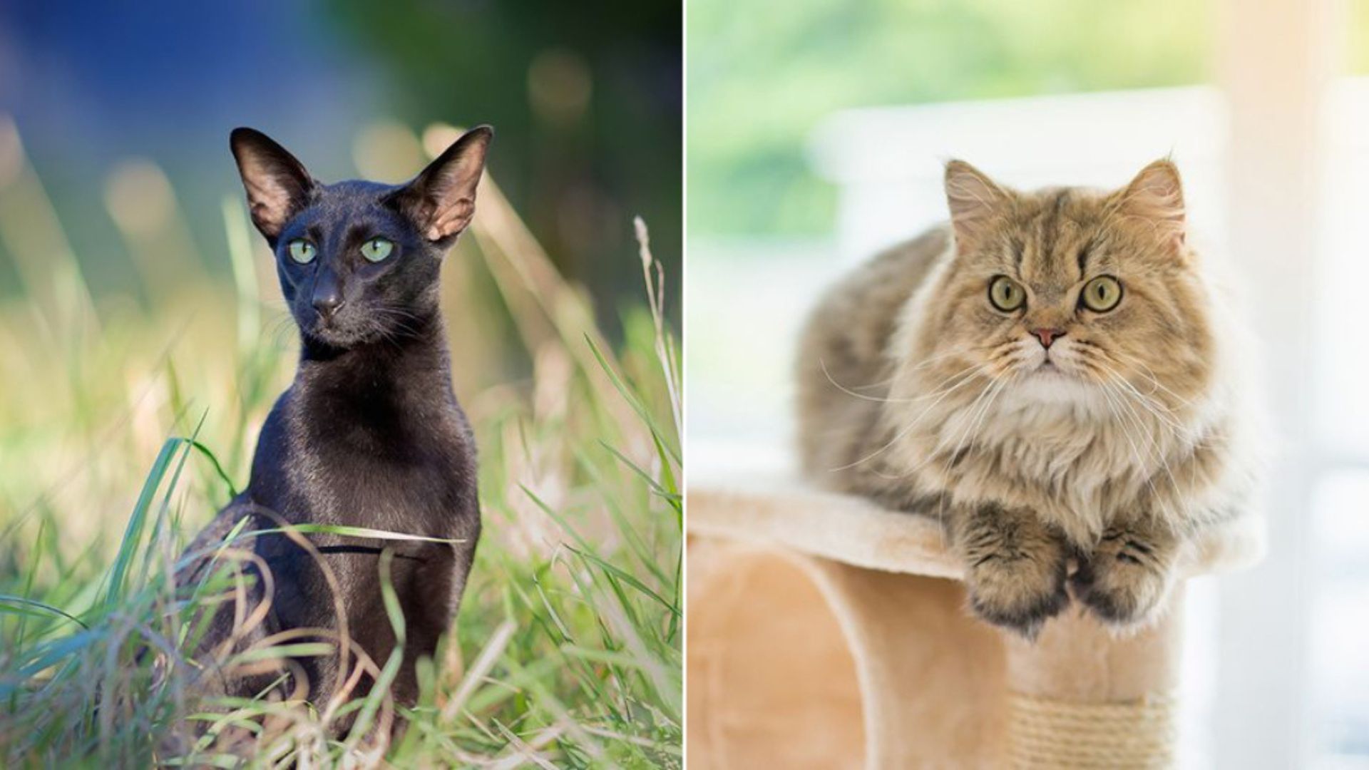10 Cat Breeds Known For Wandering Off (And 6 That Would Rather Stay Home)