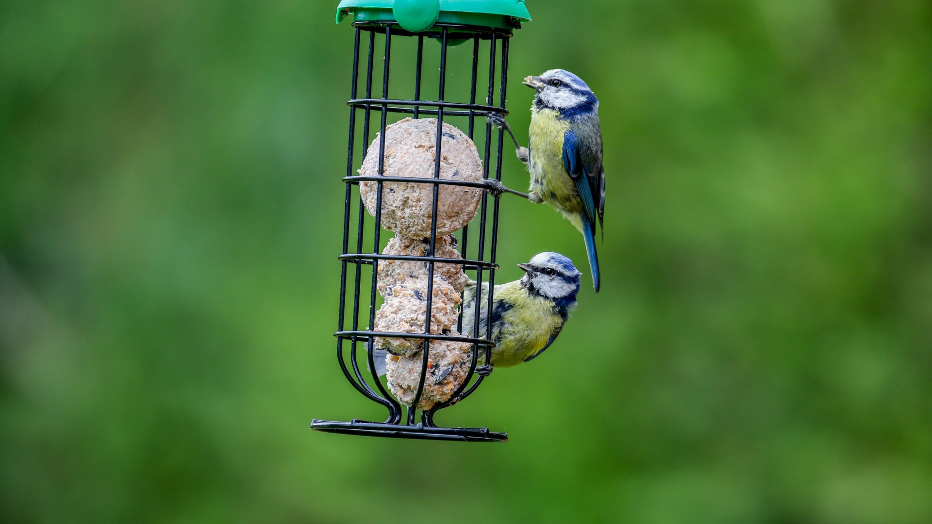 10 Common Questions About Suet For Birds