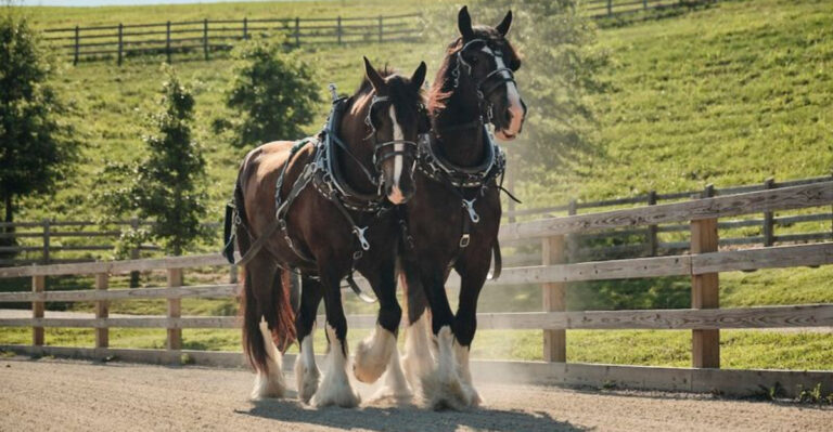 10 Excellent Horse Breeds For Trails (And 7 That Are Meant For Farms)