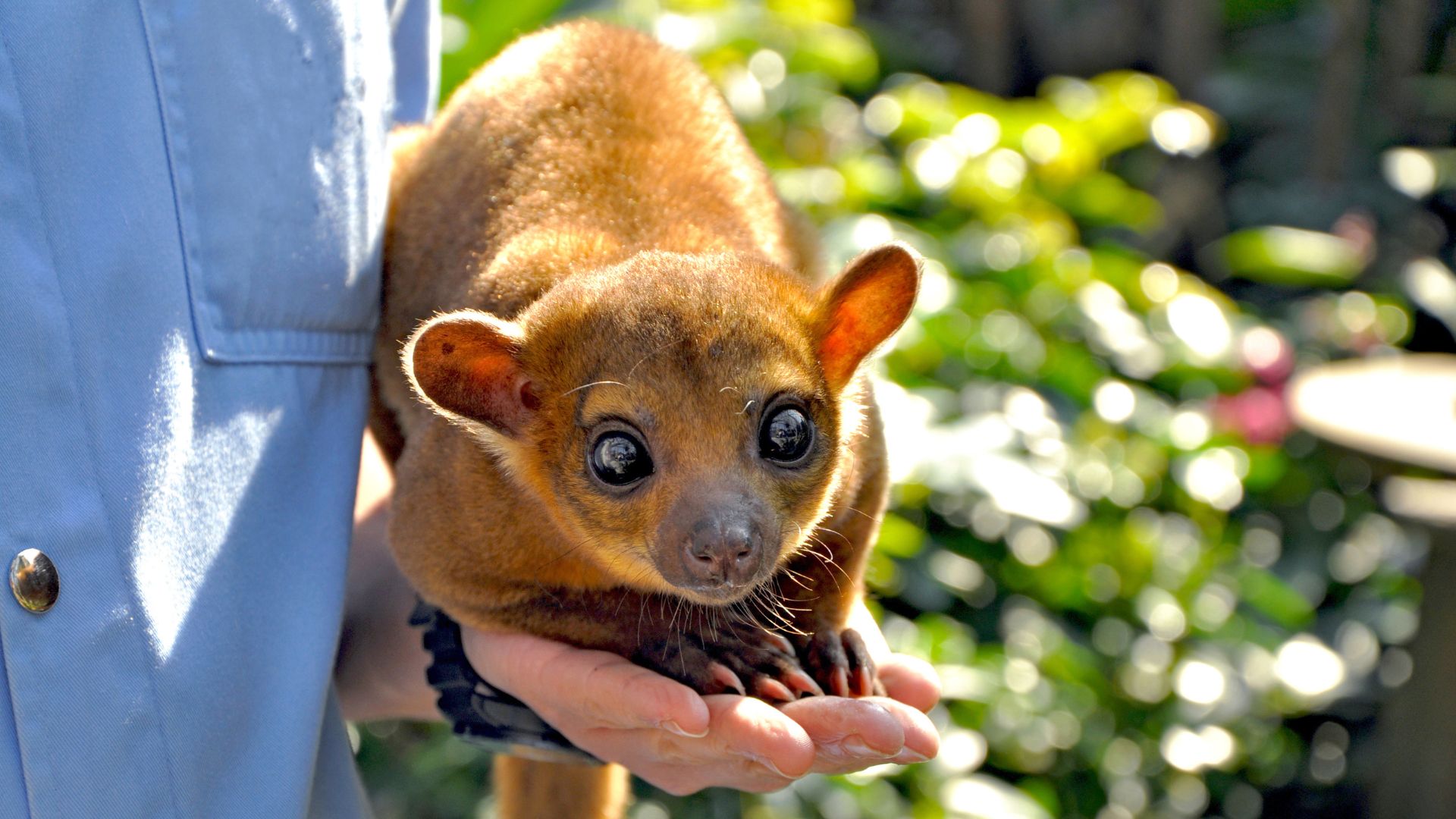 10 Exotic Pets You Can Legally Own In The U.S.