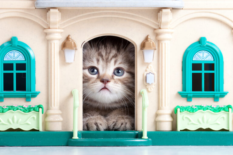 10 Facts About Indoor Cats Every Owner Should Know