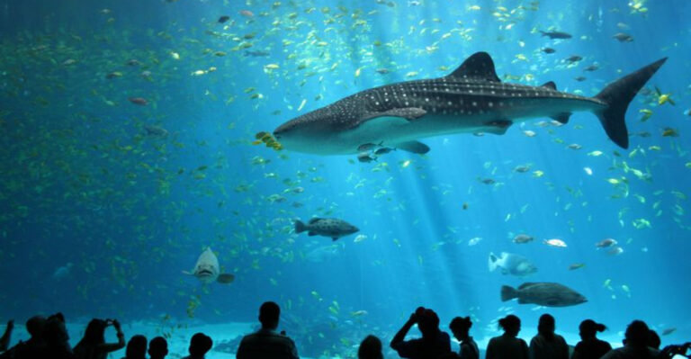 10 Facts About Shark Survival In The Wild Vs. Tanks