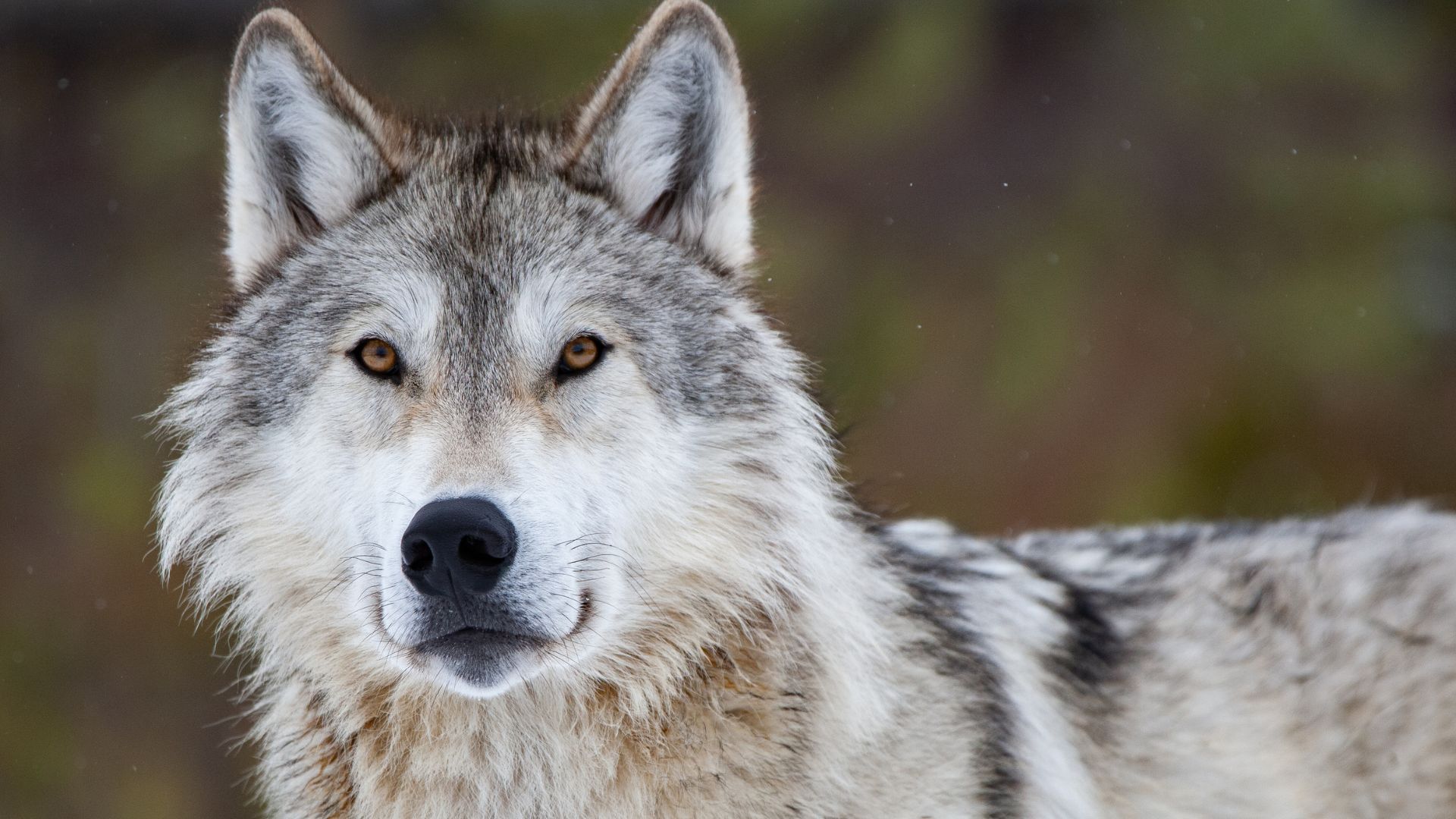 10 Facts About The North American Gray Wolf The World s Largest