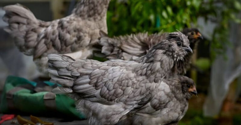 10 Fascinating Chickens That Lay Green Eggs: A Colorful Addition To Your Backyard Flock