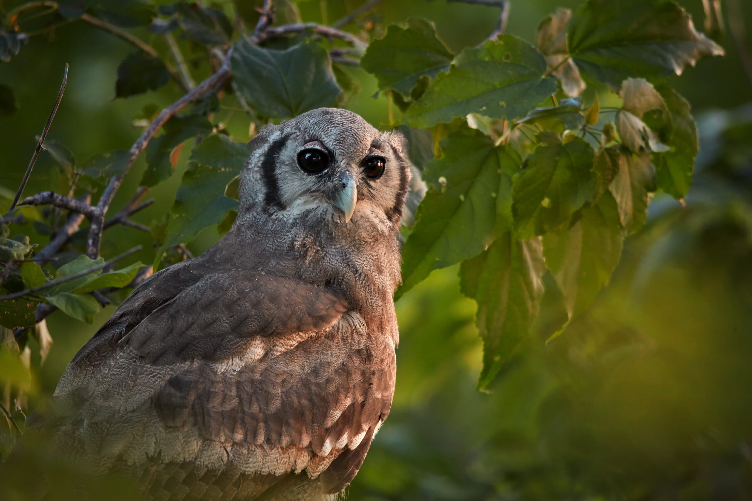 10 Fascinating Facts About The Majestic Milky Eagle Owl Of Africa