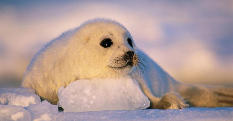 10 Fun Facts About Harp Seals