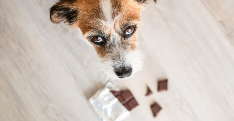 10 Household Hazards That Could Harm Your Dog