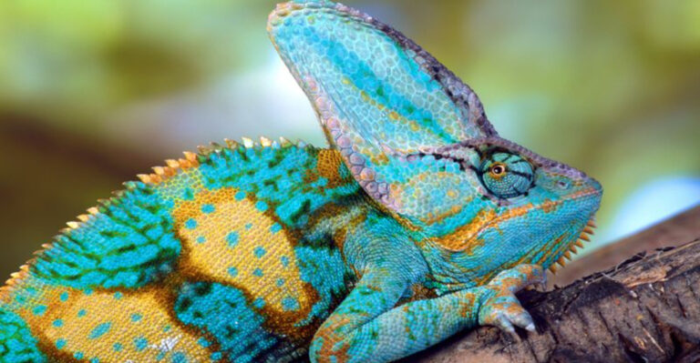 10 Invasive Lizards You’ll Find In America (Most Are In Florida!)