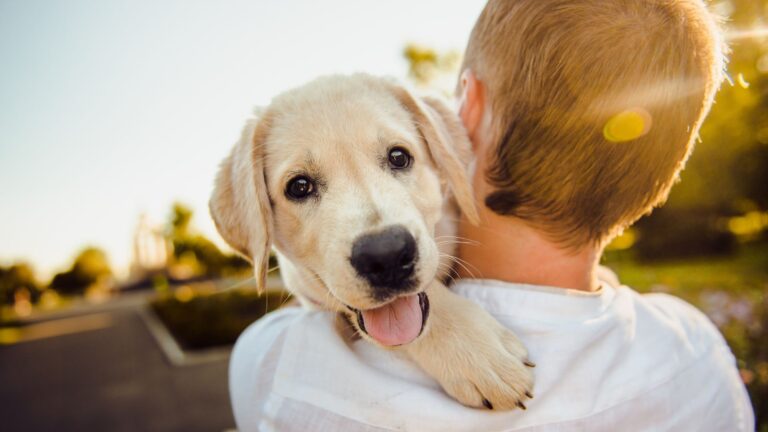 10 Little Things That Make Your Dog Feel Safe And Happy