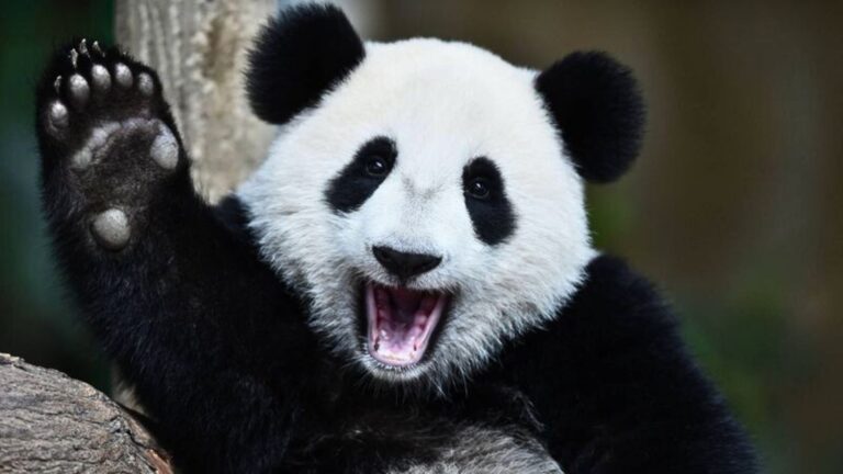 10 Most Wholesome Animals In The Wild
