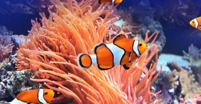10 Oceanic Wildlife You Should Know About