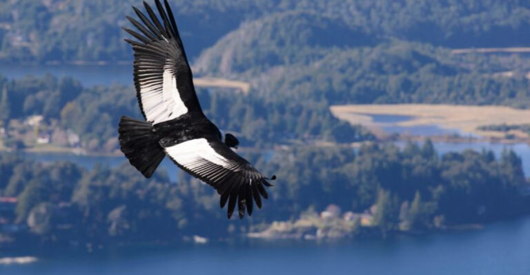 10 Powerful Birds With The Largest Wingspans