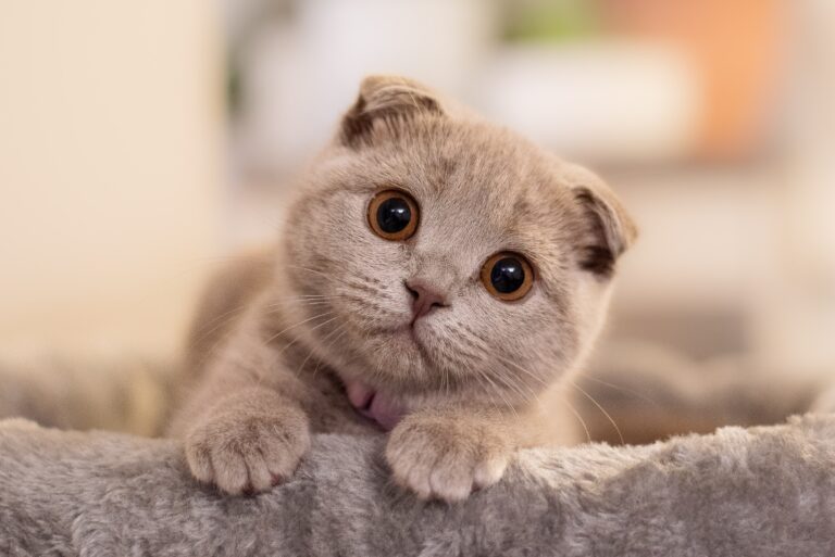 10 Pros And Cons Of Owning A Scottish Fold Cat