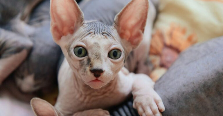 10 Pros And Cons Of Owning A Sphynx Cat