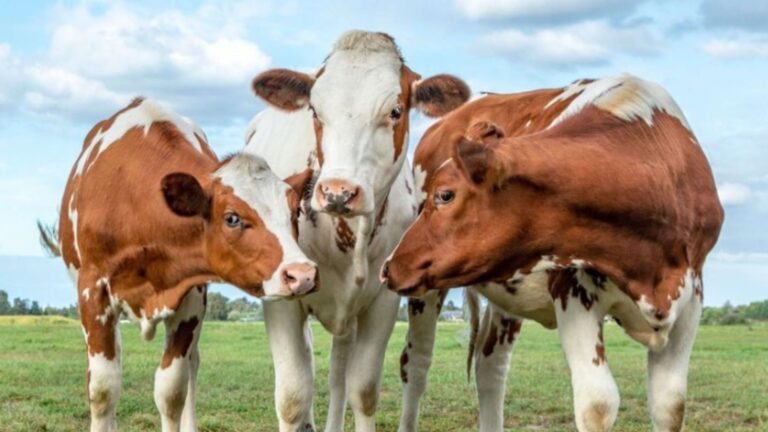 10 Reasons Why Cows Are Better Pets Than Horses