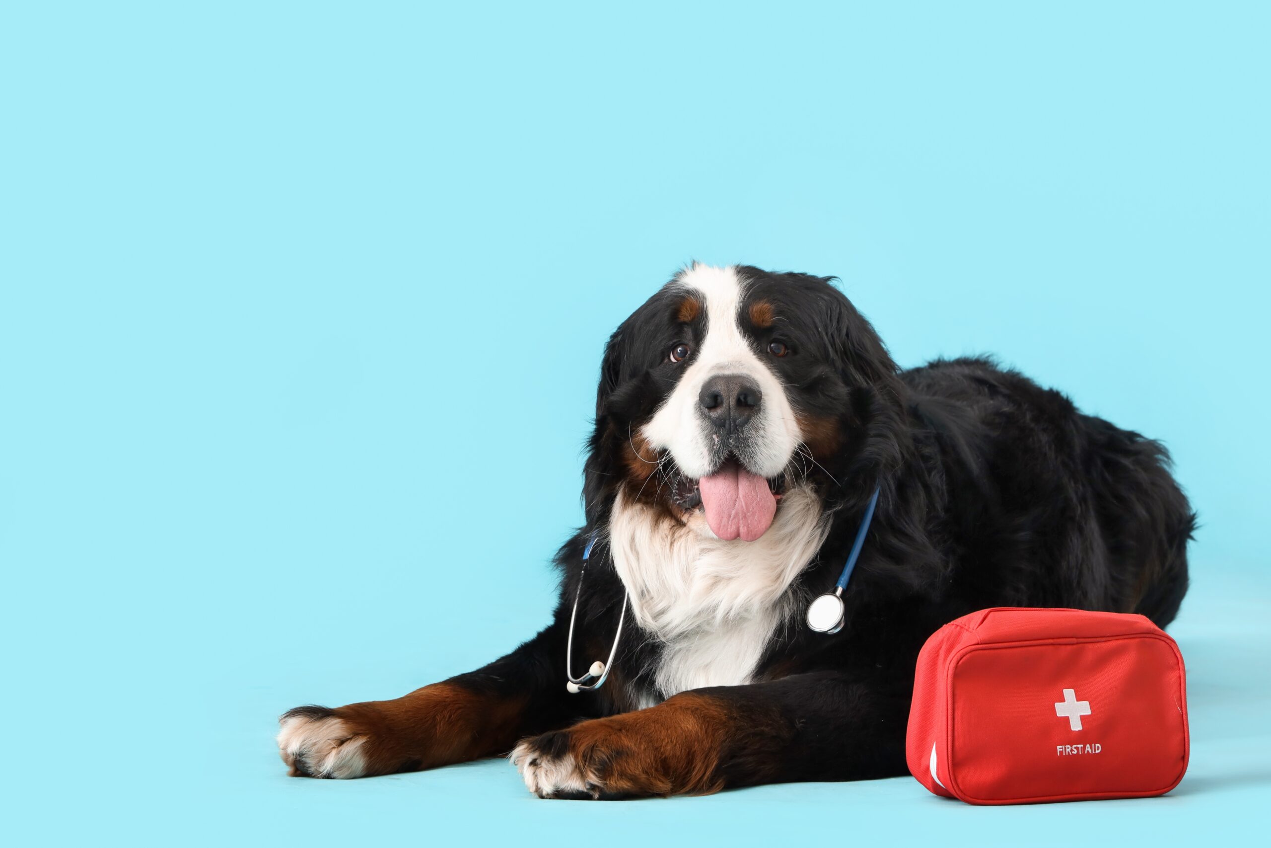 10 Reasons Why First-Aid Training For Dogs Is Important For Owners