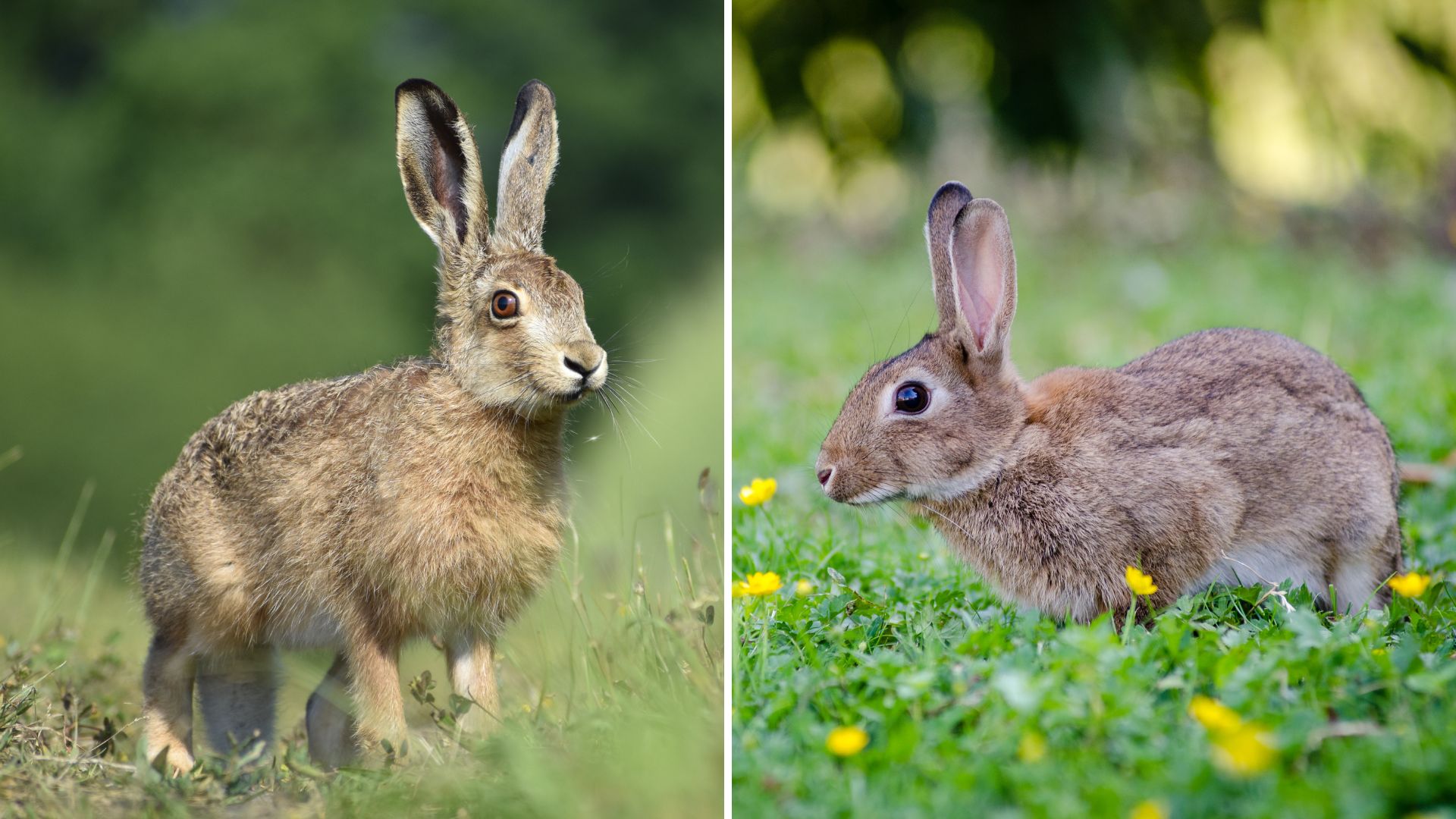 10 Surprising Differences Between Rabbits And Hares