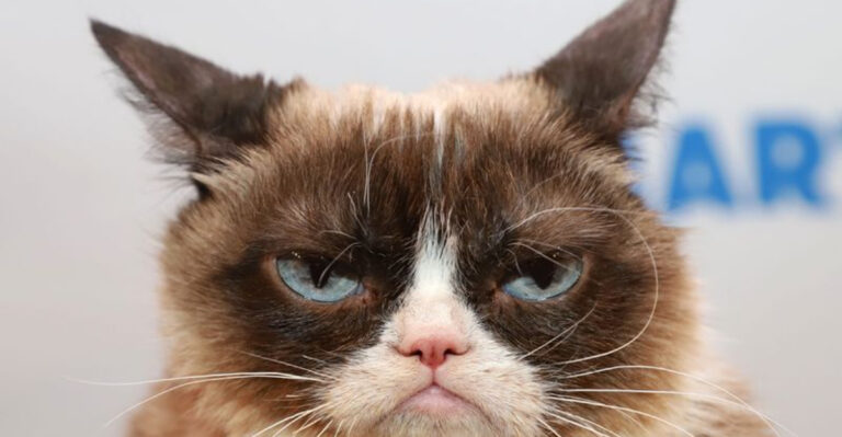 10 Things About Humans That Drive Cats Crazy