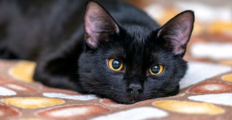 10 Things That Make Black Cats Some Of The Best Pets Ever