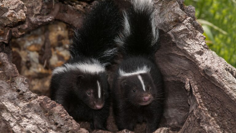 10 Things To Do If You Find A Skunk In Your Yard