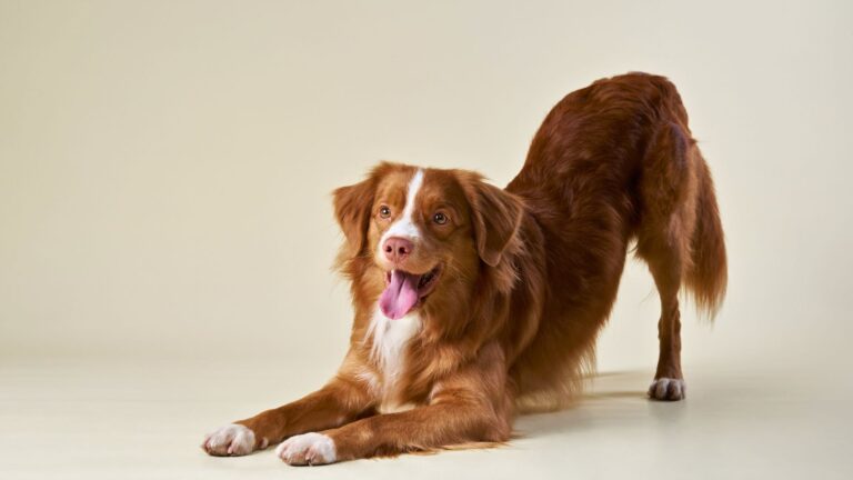 10 Things You Can Do To Boost Your Dog’s Happiness