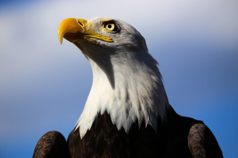 10 Threatened Species That Have Made A Big Comeback In America
