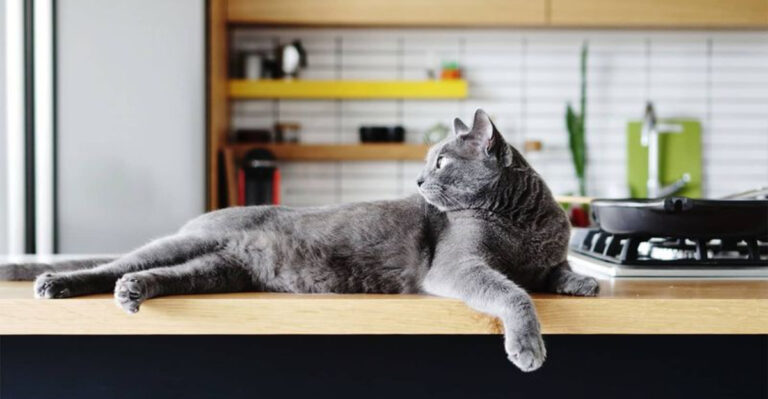 10 Tips To Keep Your Cat Off The Kitchen Counter