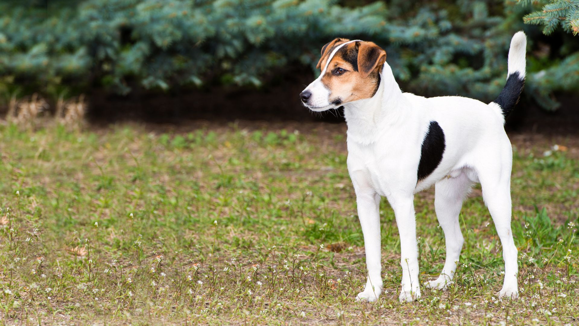 10 Traits That Make The Smooth Fox Terrier The Dog You’ve Been Looking For