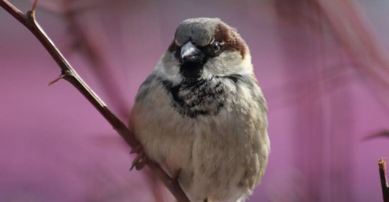 10 Types Of Birds That Love Eating Peanuts From Feeders