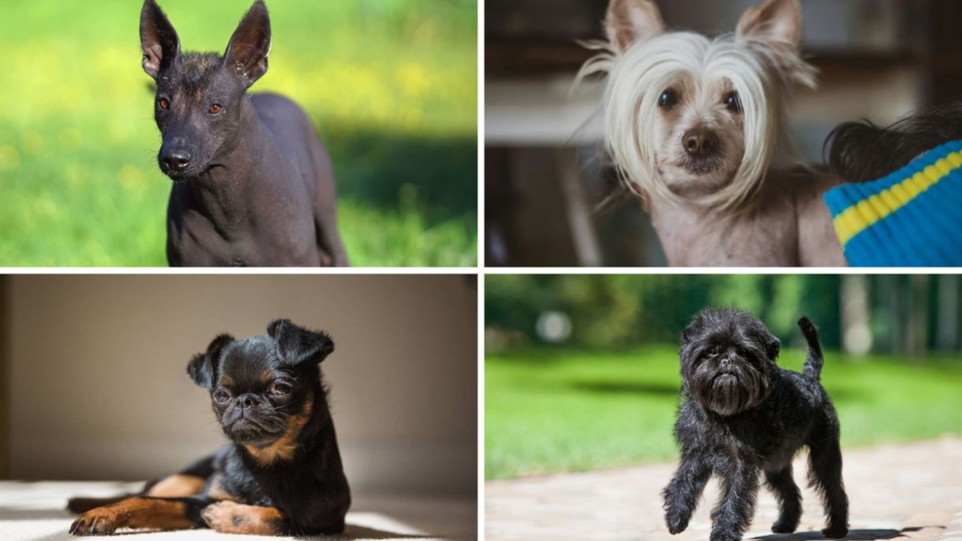 10 “Ugly” Dog Breeds That Are Uniquely Adorable