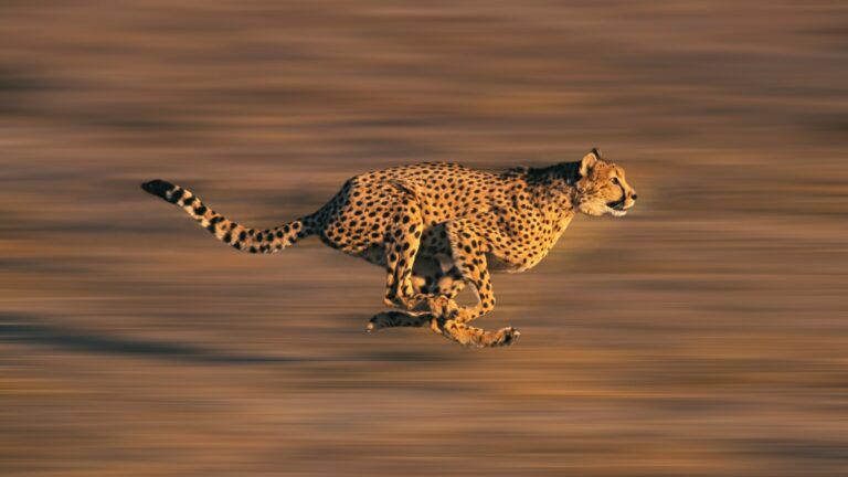 10 Unique Hunting Strategies Of The Cheetah