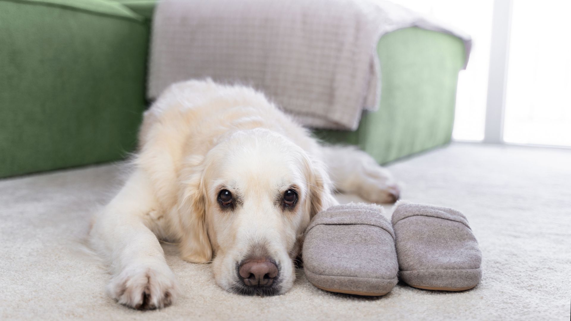 10 Ways Dogs Show They Miss You When You’re Away