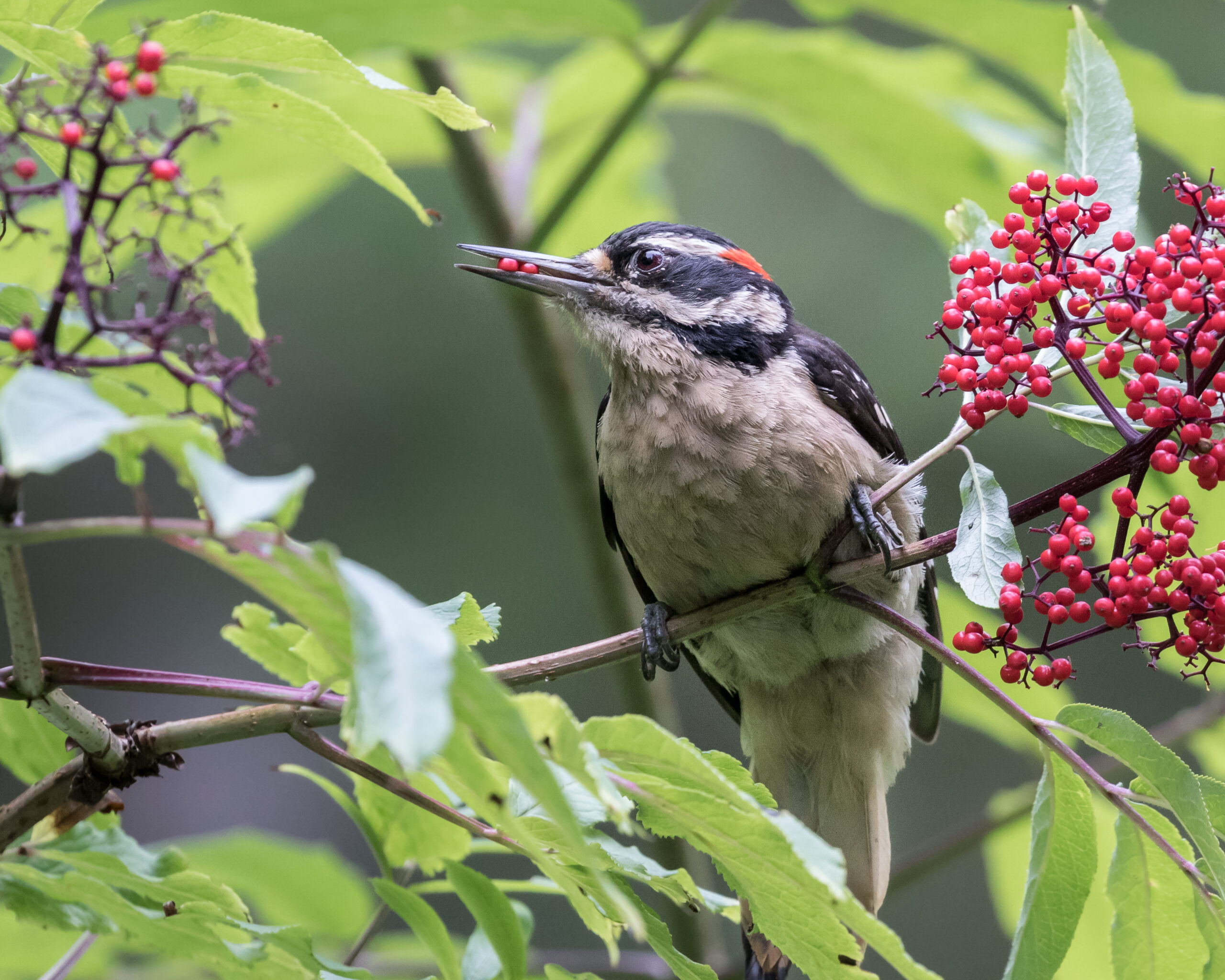 10 Ways How To Identify A Hairy Woodpecker