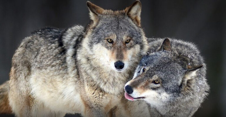 10 Ways Reintroducing Wolves And Cougars Could Change Nature