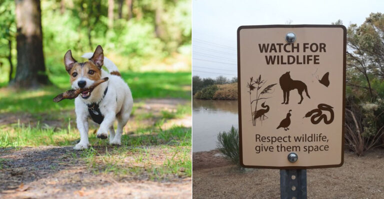 10 Ways To Ensure Your Dog Respects Wildlife