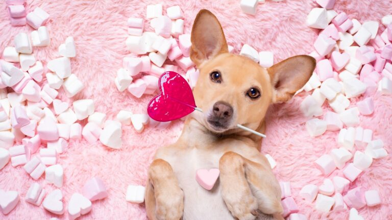 10 Ways To Make Your Pet (Cat Or Dog) A Part Of Your Valentine's Day Celebration