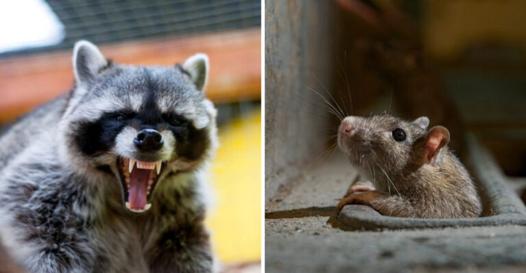 10 Wild Animals That Are Adapting In Ways That Could Be Dangerous For Humans