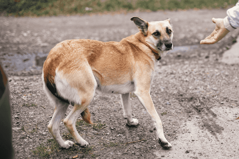 10. Tail Tucked Between Legs