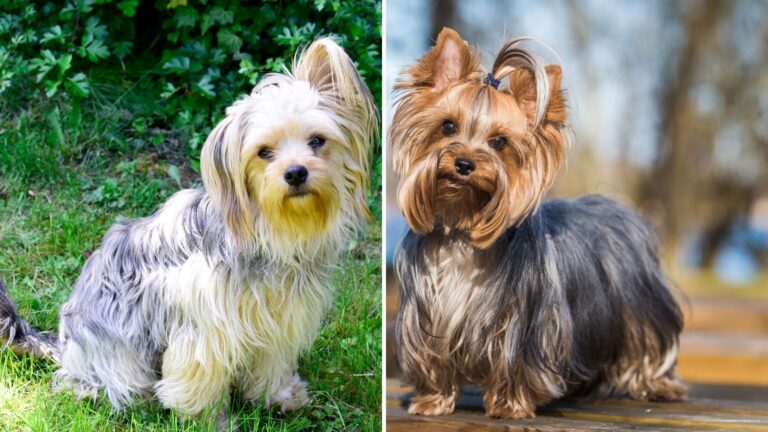 11 Adorable Dog Breeds That Could Be Yorkie Lookalikes