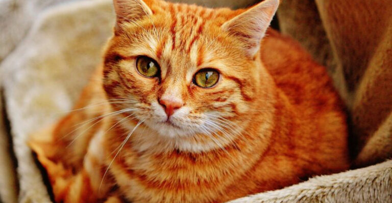 11 Beautiful Tabby Cat Colors, From Rare To Common