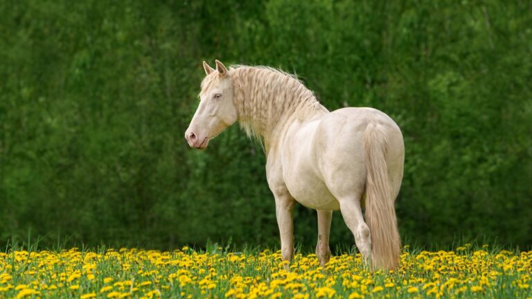 11 Elegant White Horse Breeds Known For Their Timeless Beauty