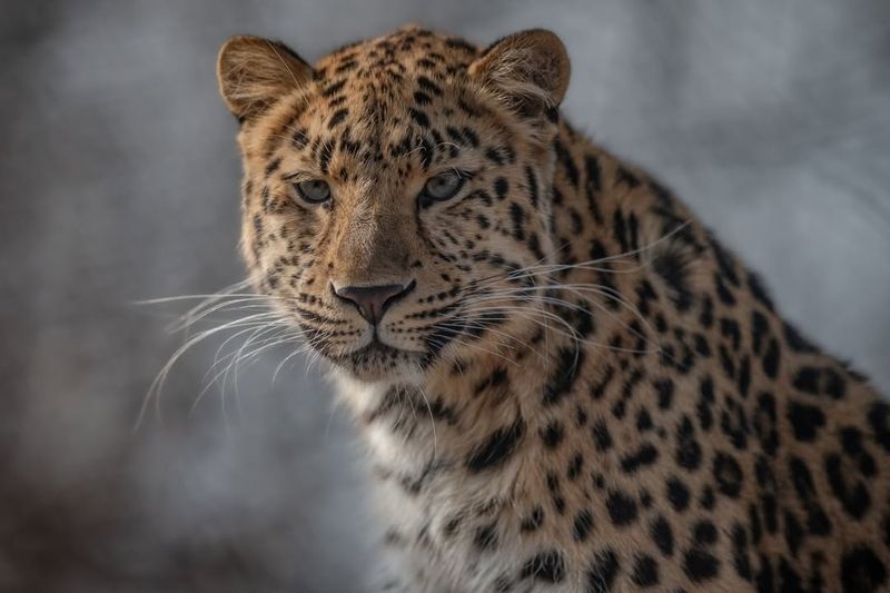 Amur Leopard