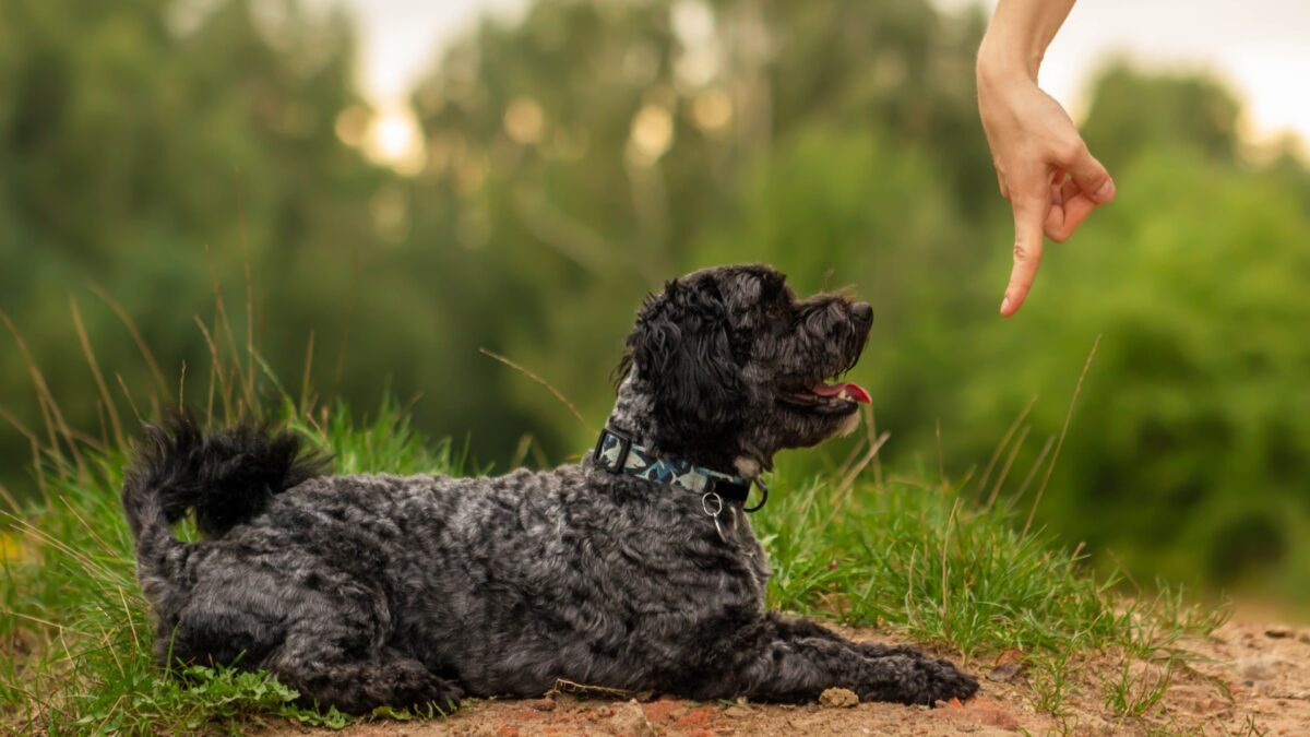 11 Essential Commands Every Dog Should Know