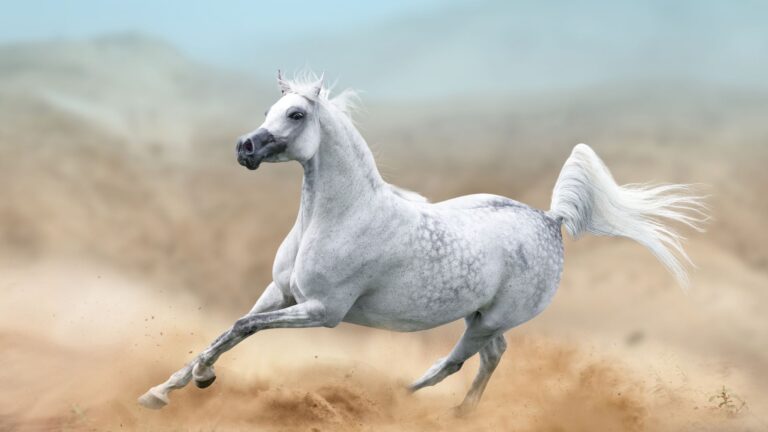 11 Horse Breeds That Have The Most Unique Personalities In The Equine World