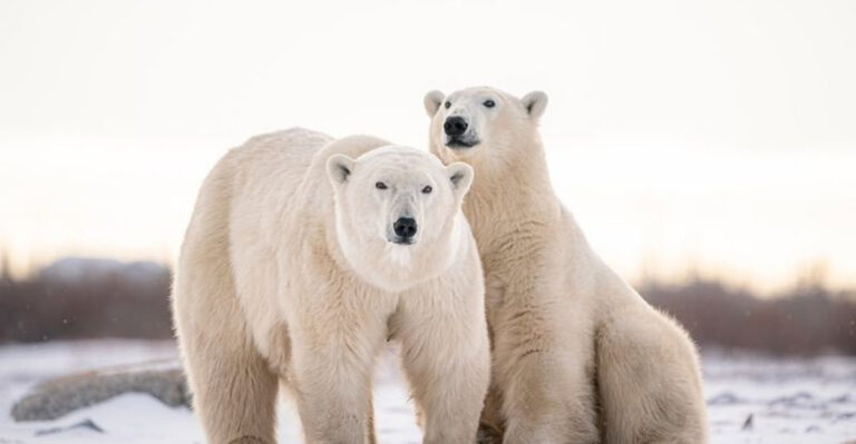 11 Magnificent Creatures That Deserve A Spot On Your Animal Bucket List