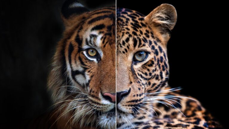 11 Most Fearsome Big Cats In The Wild