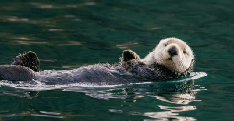 11 Otter Species You Didn't Know Existed