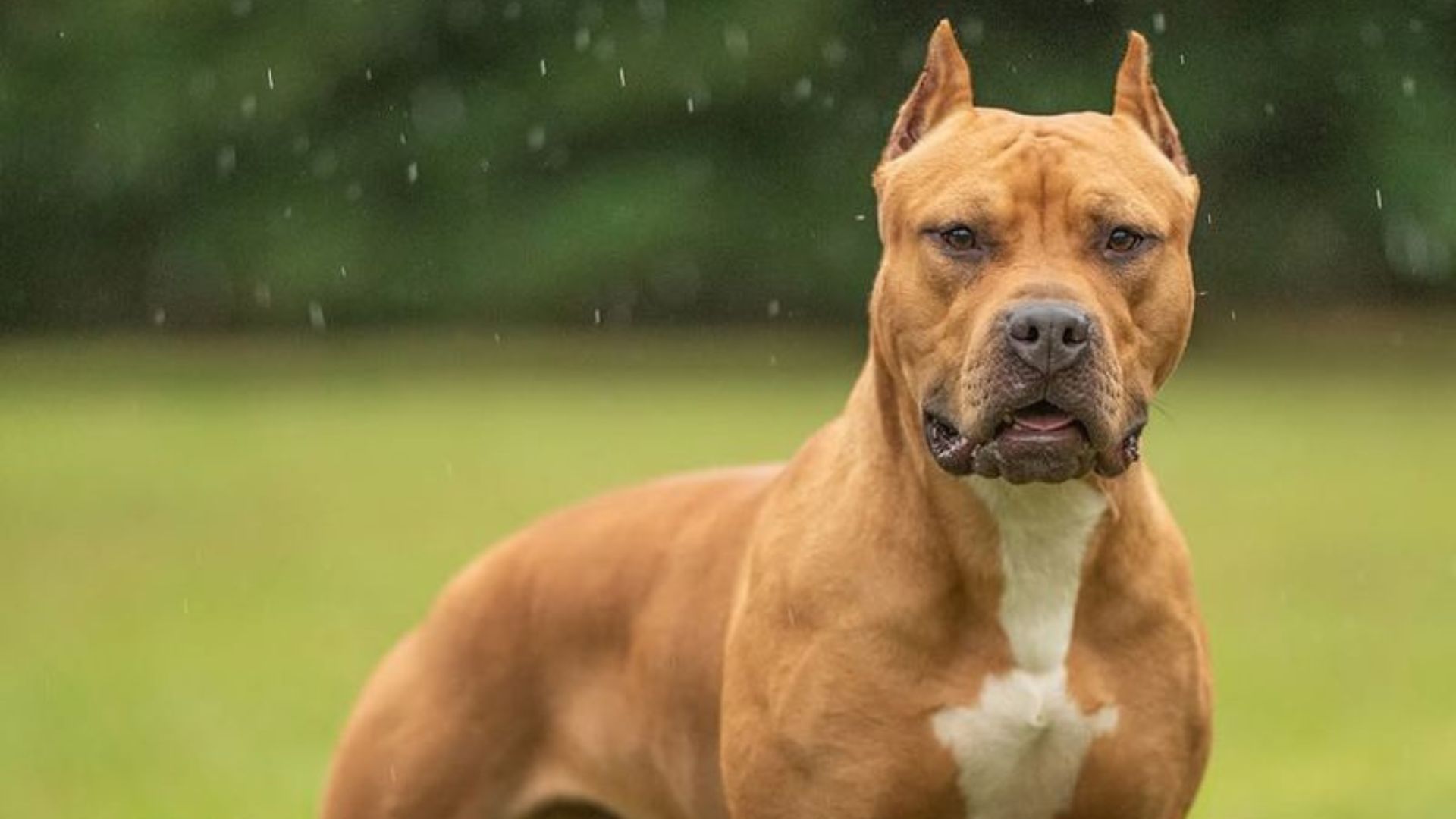 11 Reasons Not To Adopt A Pitbull