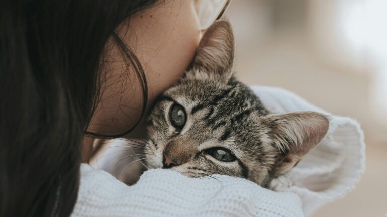 11 Reasons You Shouldn’t Get A Cat (And 11 Why You Definitely Should)