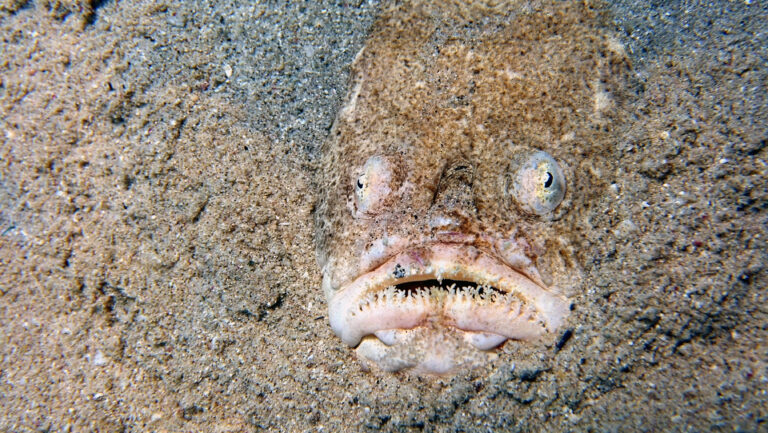 11 Sea Creatures Scarier Than The Megalodon